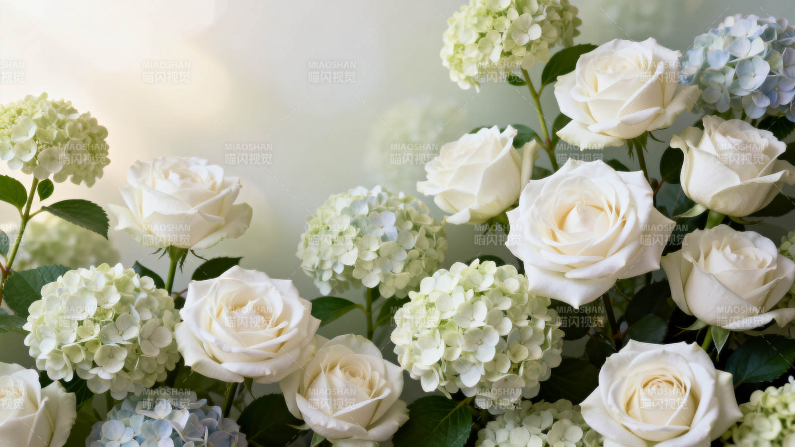 白玫瑰与绣球花图片