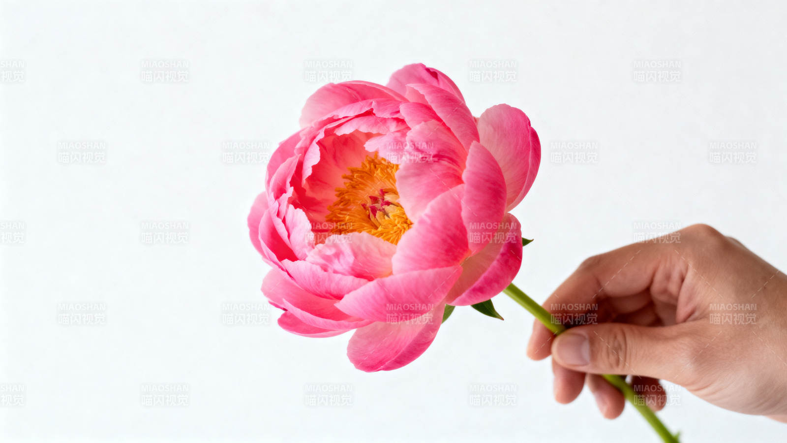 手捧粉红牡丹花图片