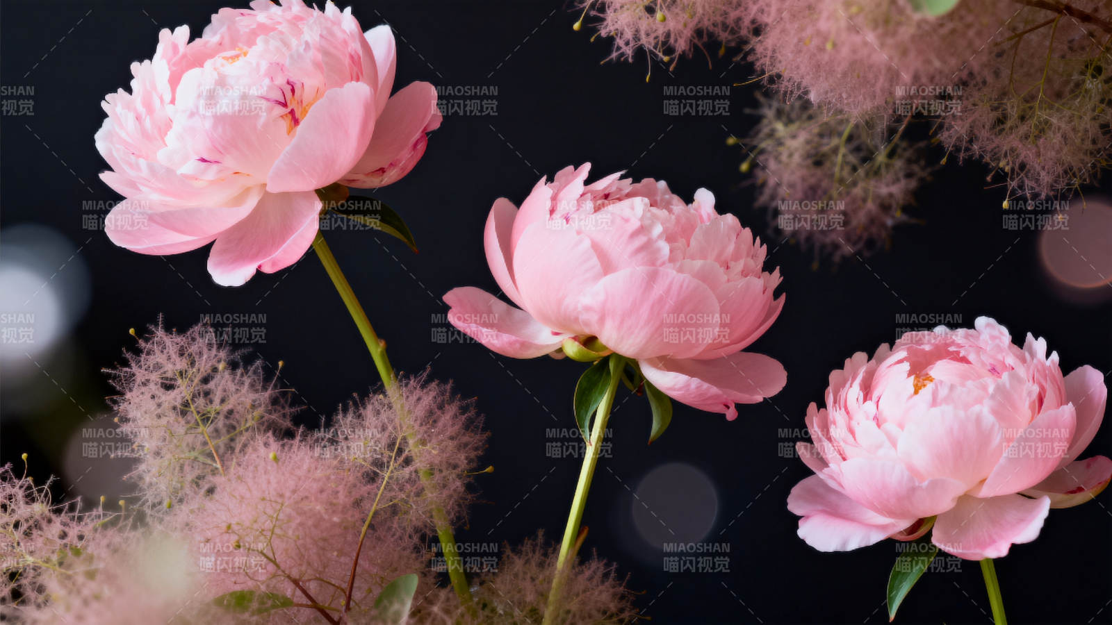 粉嫩牡丹绽放图片