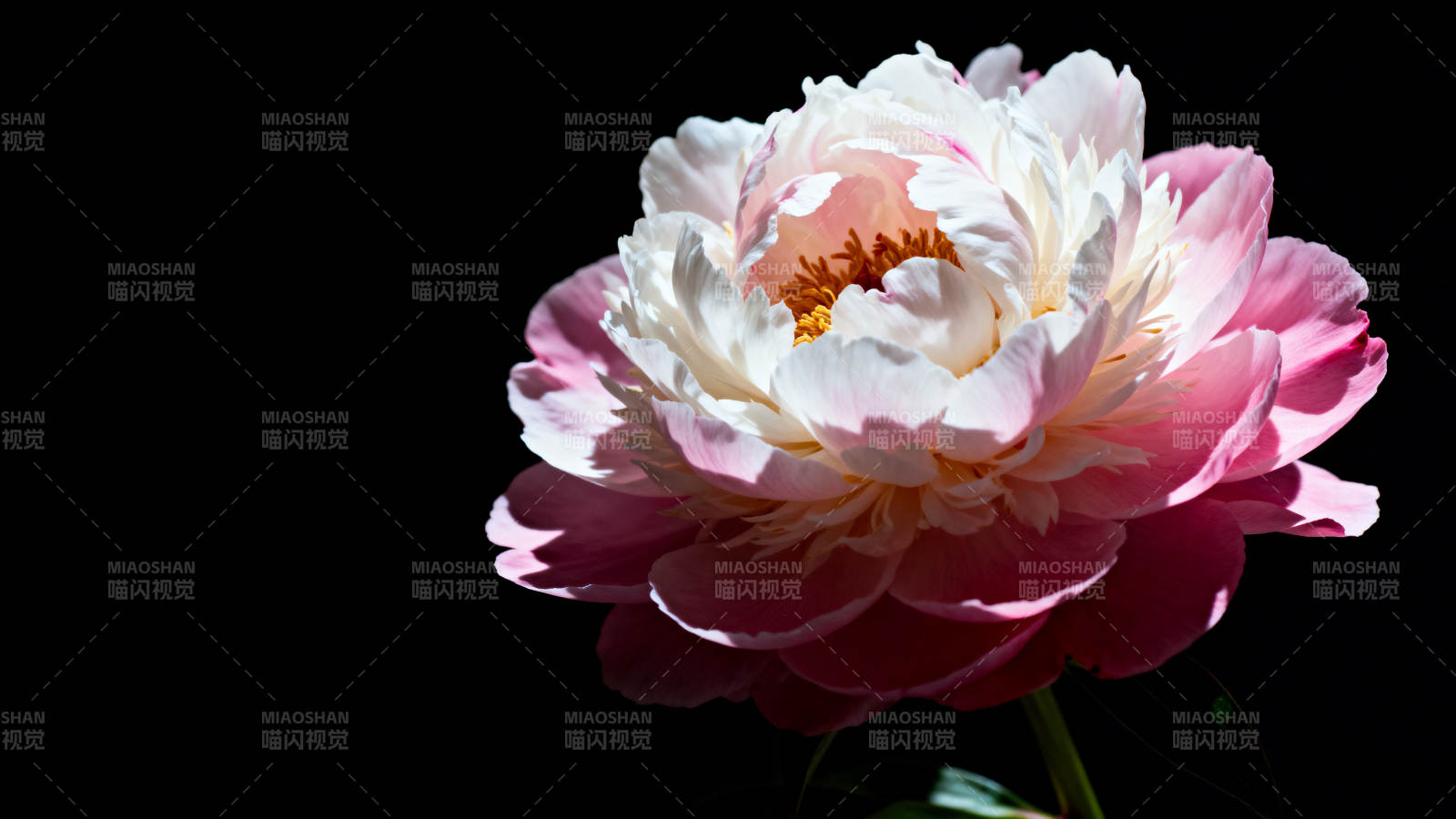 粉白牡丹绽放图片