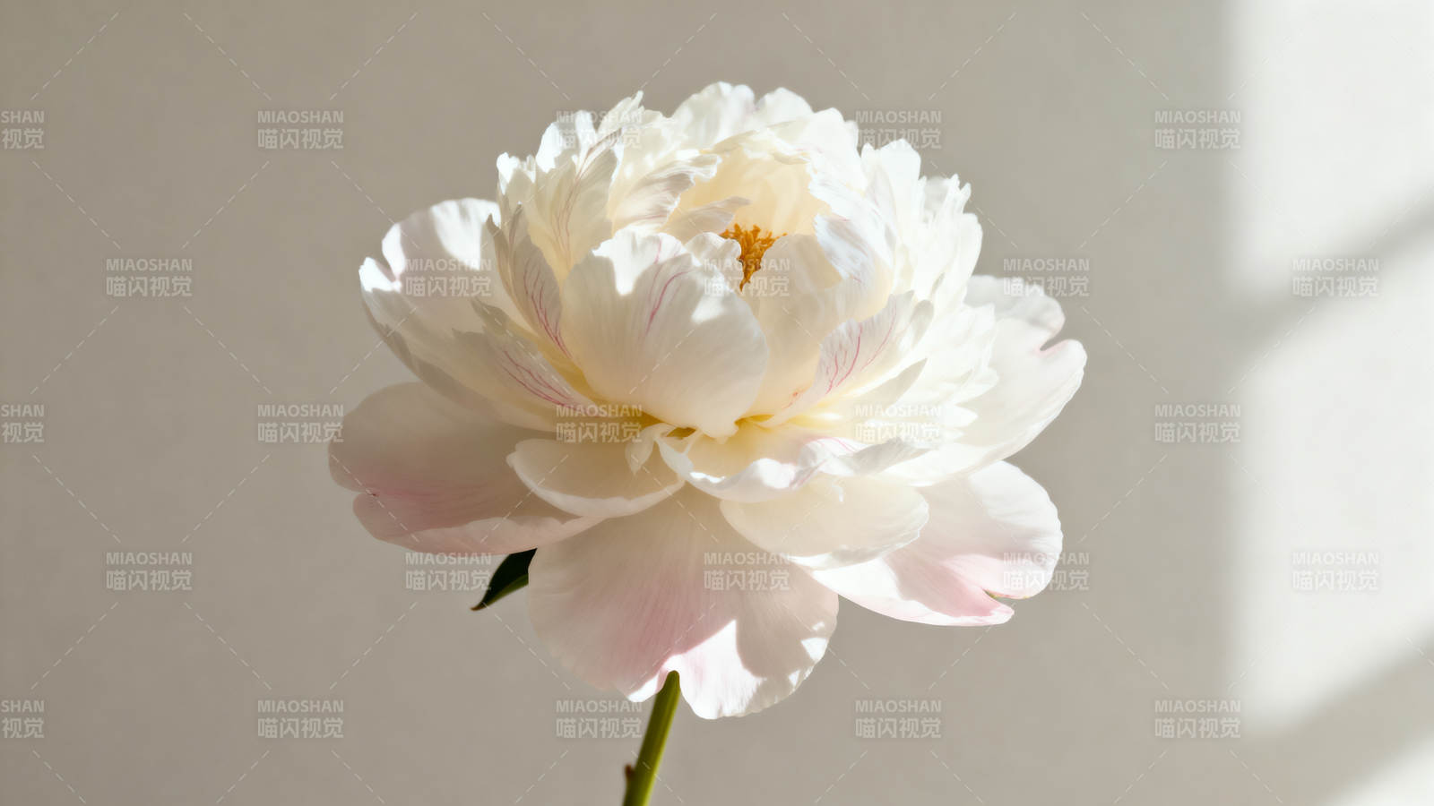 白牡丹绽放图片