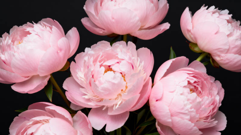 粉嫩牡丹绽放图片