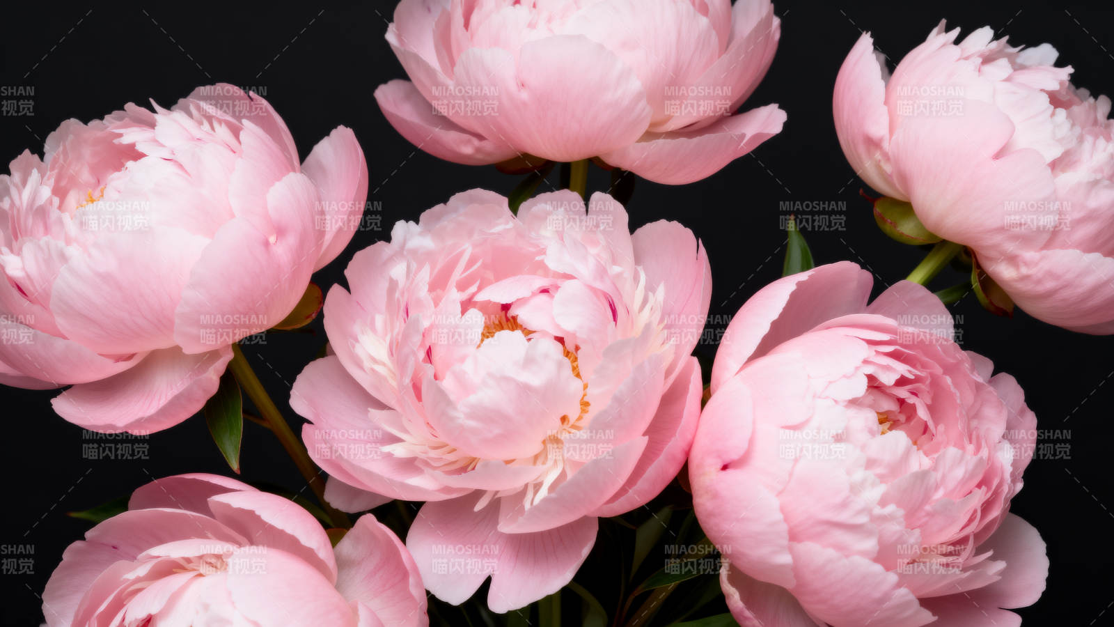 粉嫩牡丹绽放图片