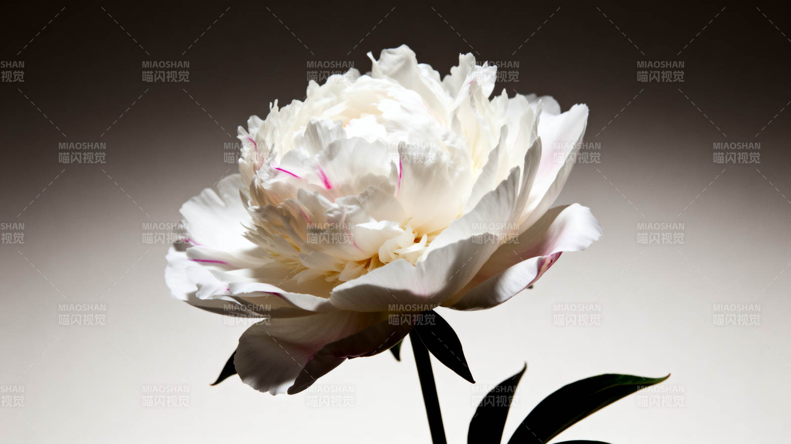 白牡丹绽放图片