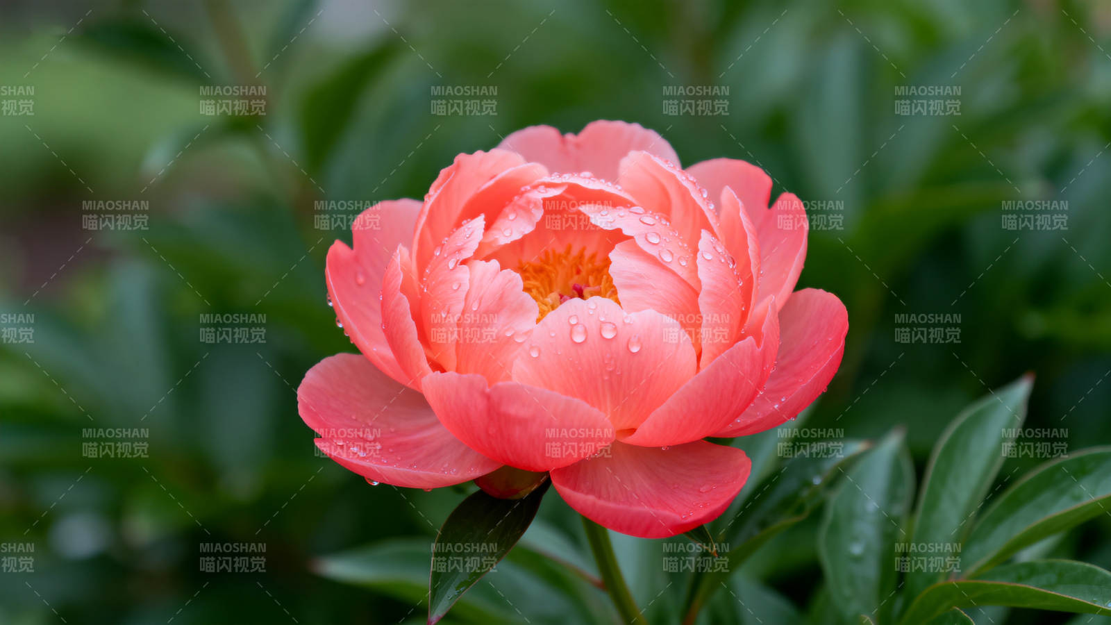 粉红牡丹绽放图片