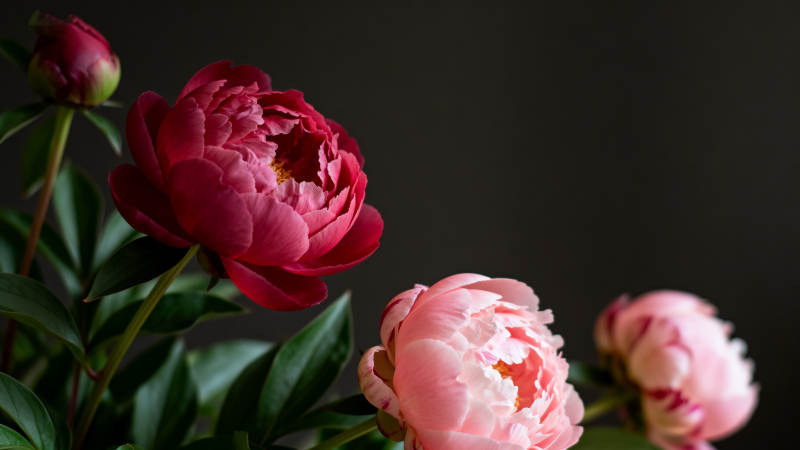 玫瑰绽放 美不胜收图片