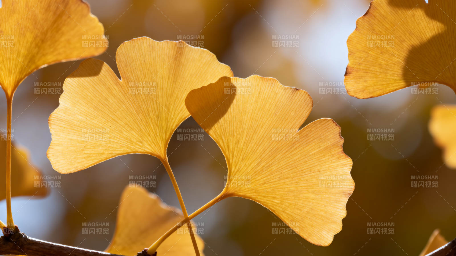 银杏叶秋景图片