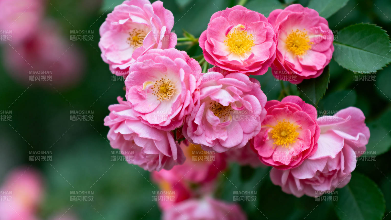 粉玫瑰绽放图片