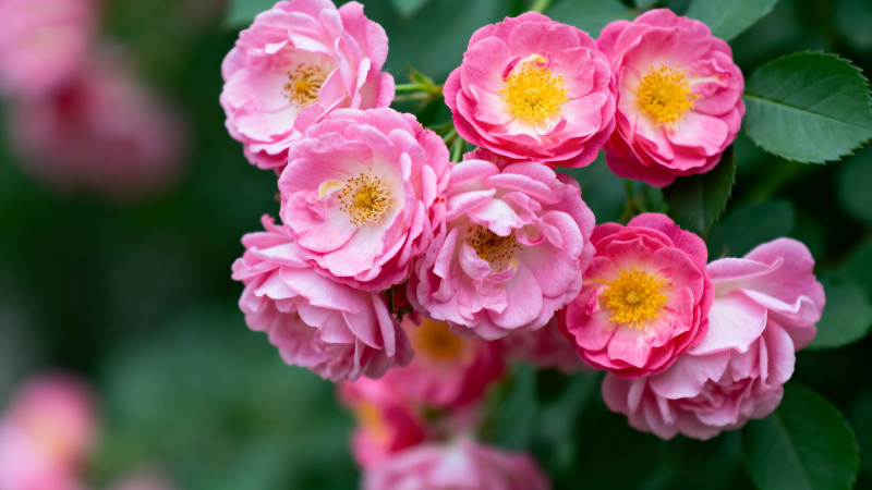 粉玫瑰绽放图片