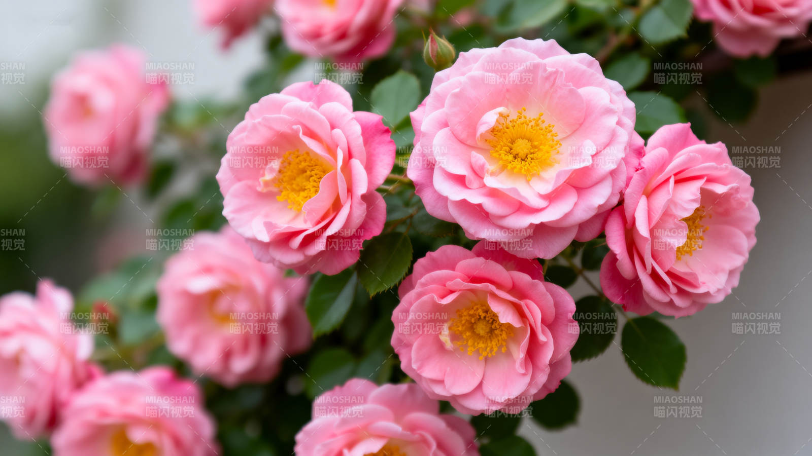 粉玫瑰绽放图片