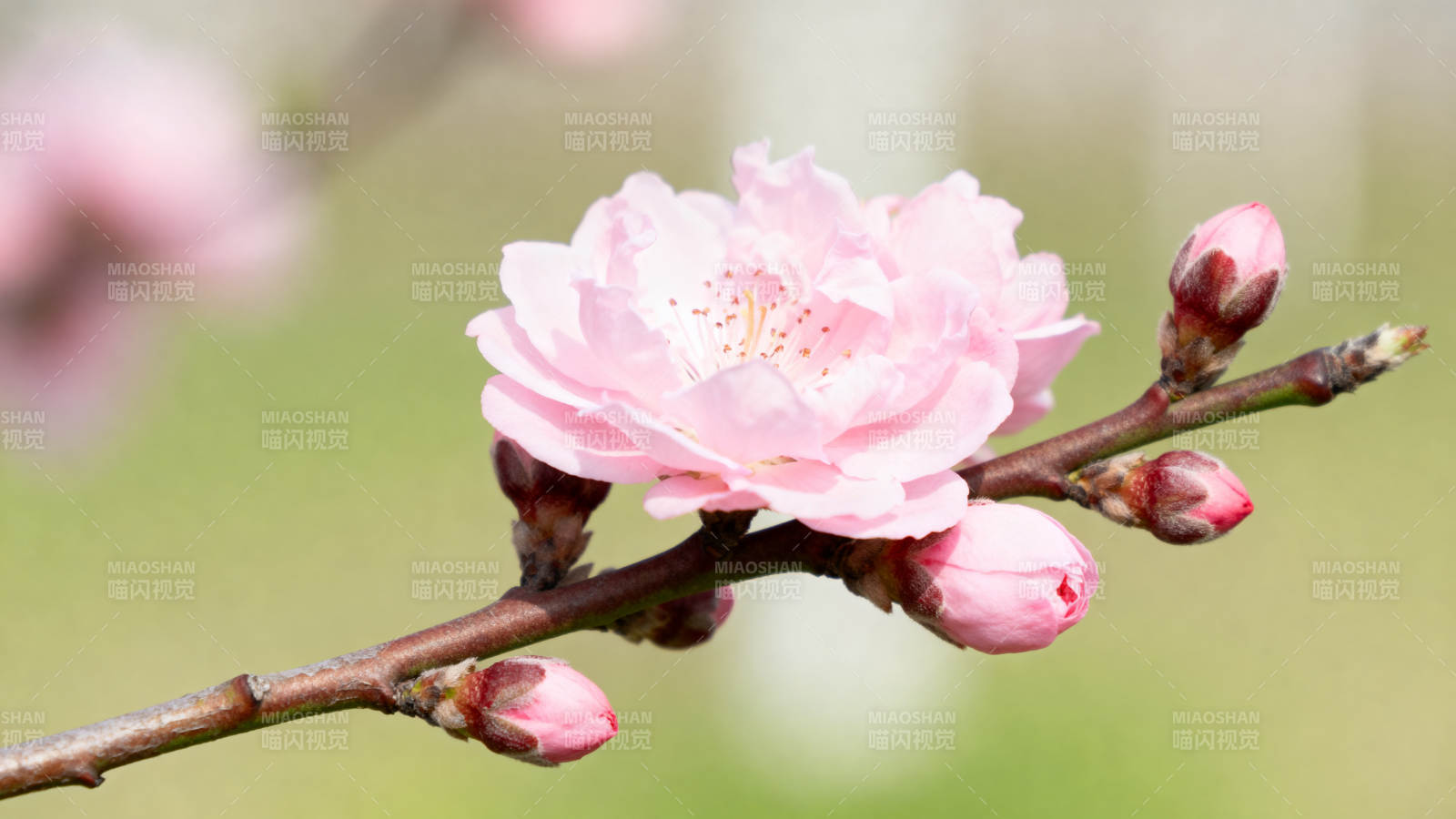 樱花绽放枝头图片