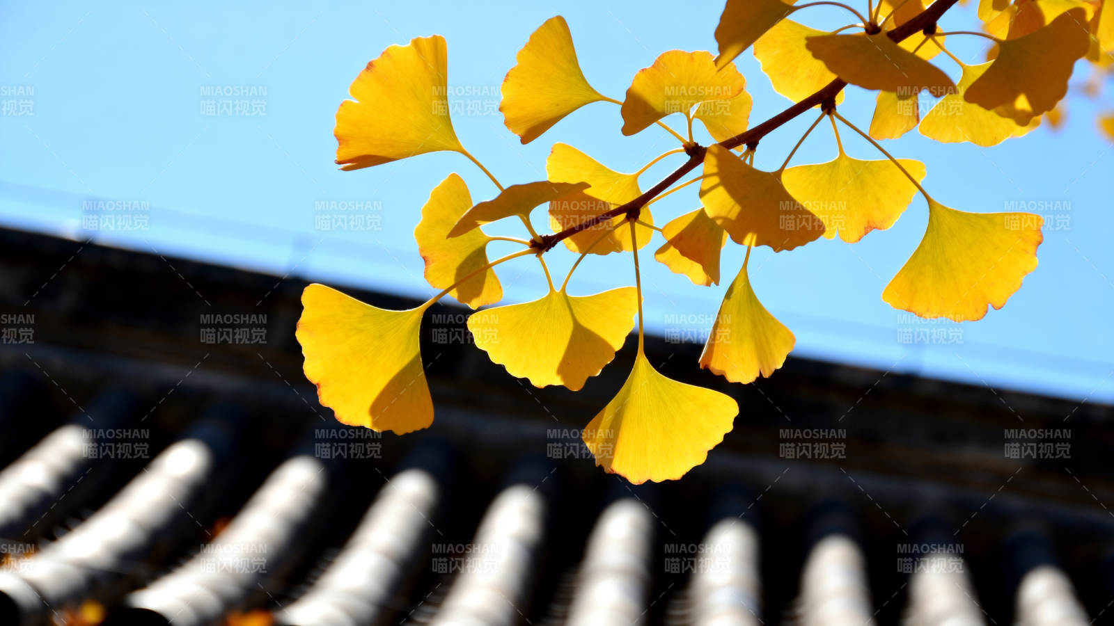 银杏叶黄秋意浓图片