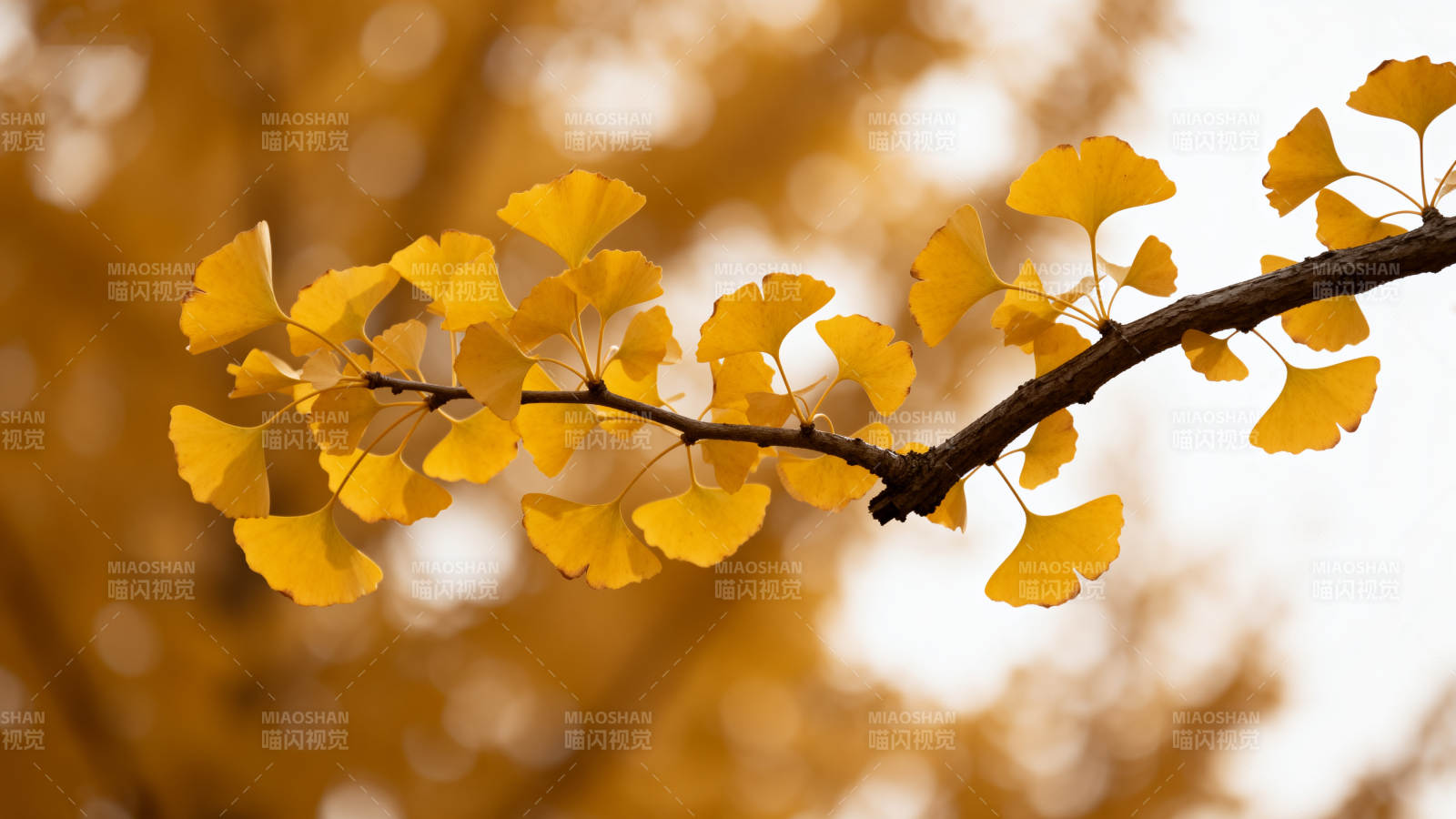 秋日银杏叶图片