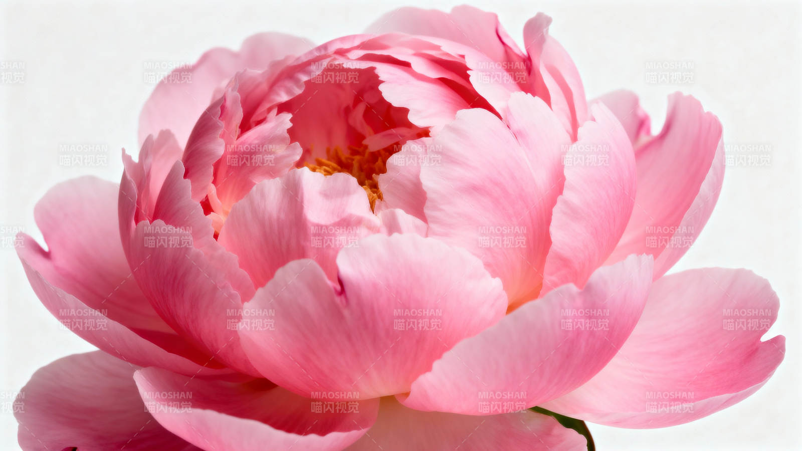 粉红牡丹绽放图片