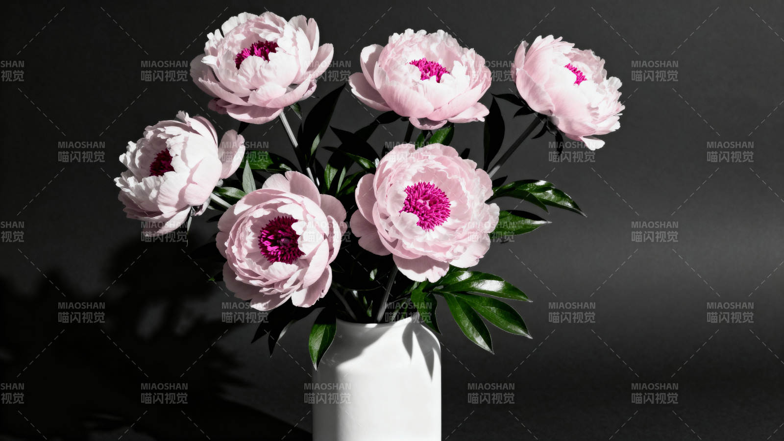 粉牡丹静谧绽放图片