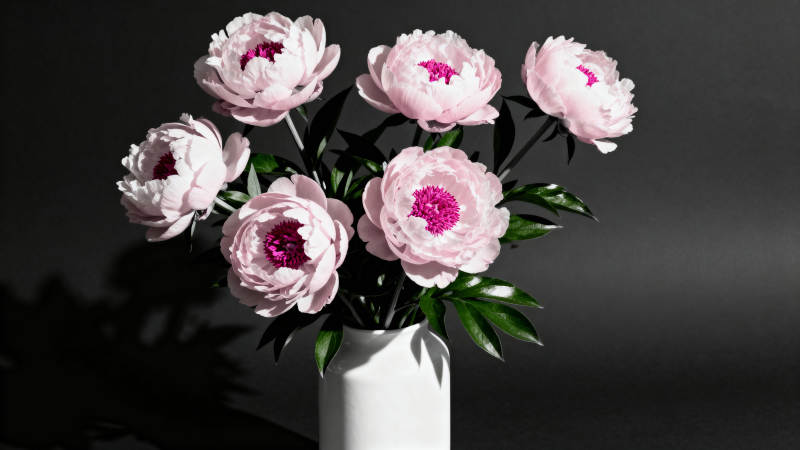 粉牡丹静谧绽放图片