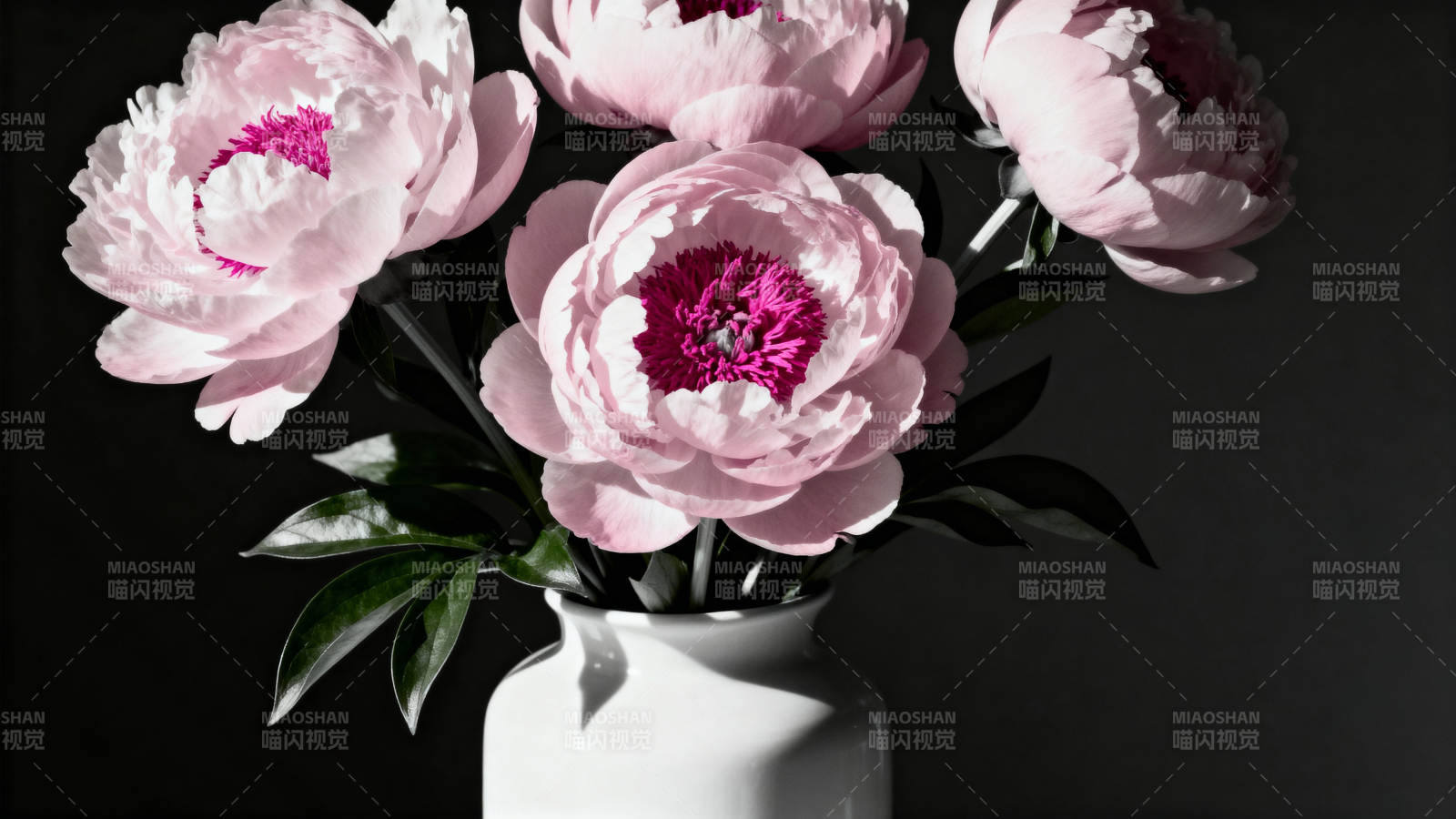 粉牡丹静谧绽放图片