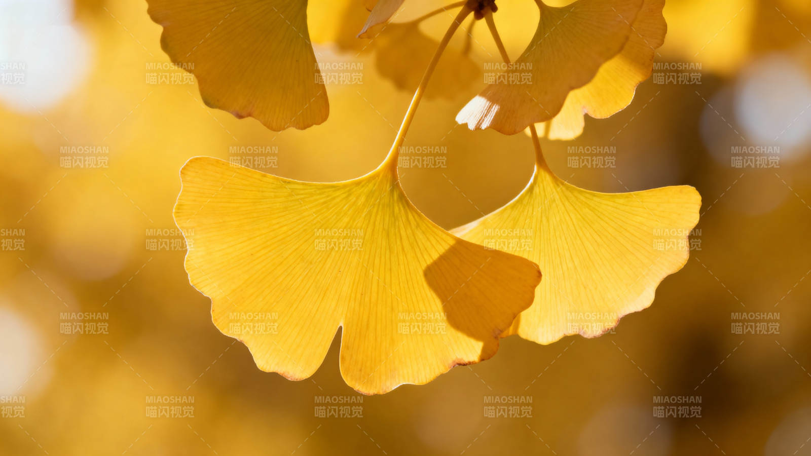 银杏叶黄秋意浓图片