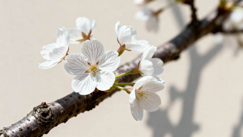 樱花绽放枝头图片