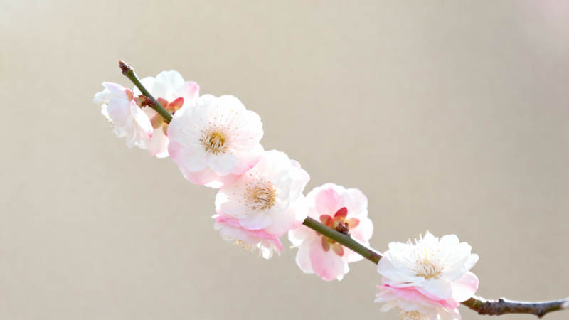 梅花绽放枝头图片