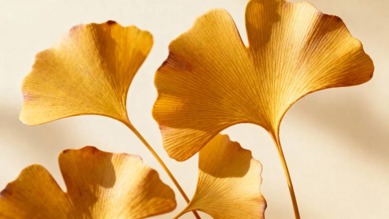 银杏叶的金色之美图片