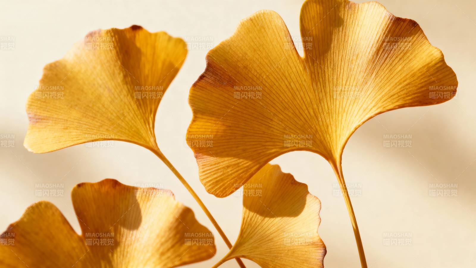 银杏叶的金色之美图片