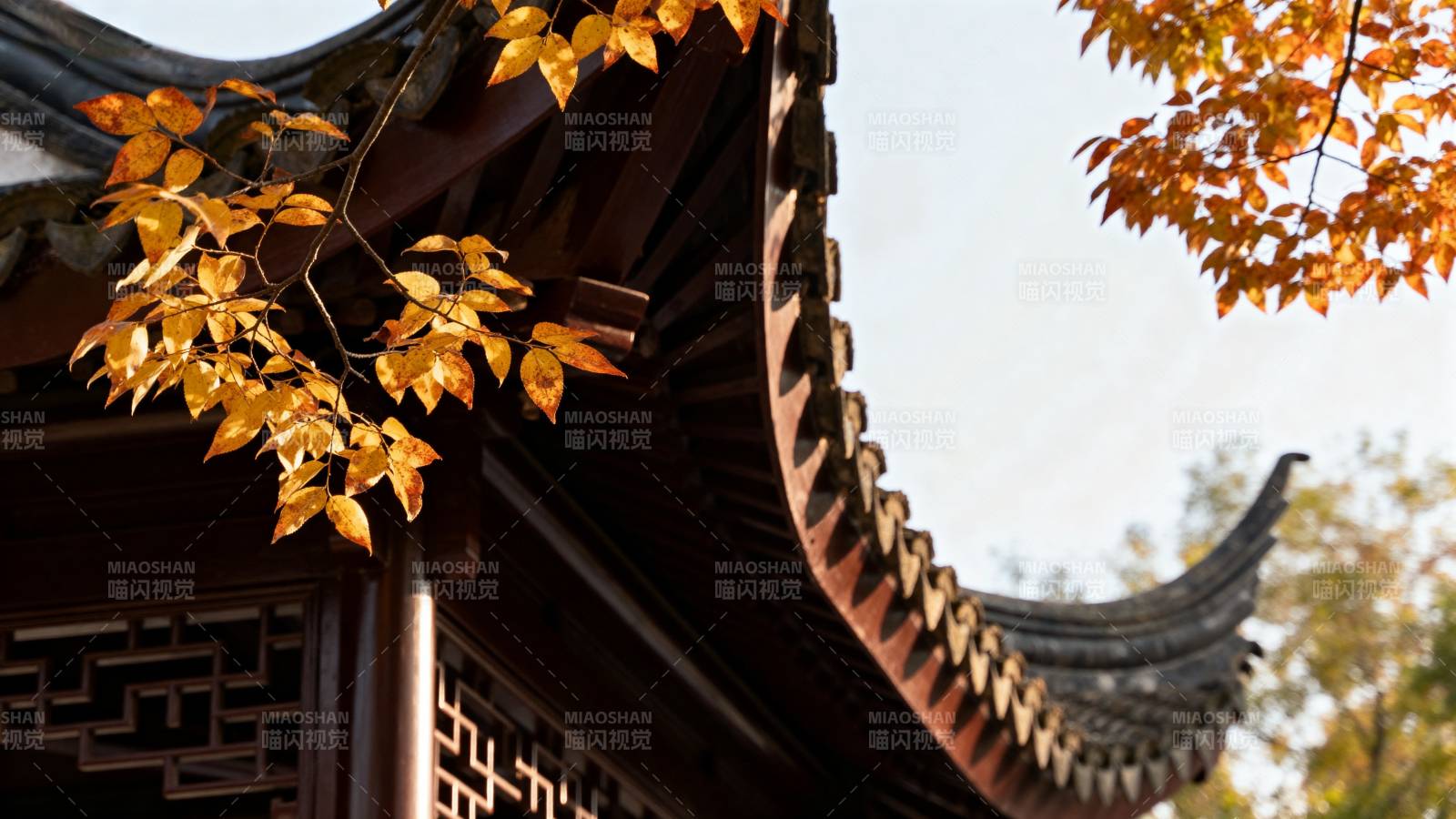 秋叶映古檐图片