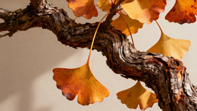 银杏枝头秋意浓图片