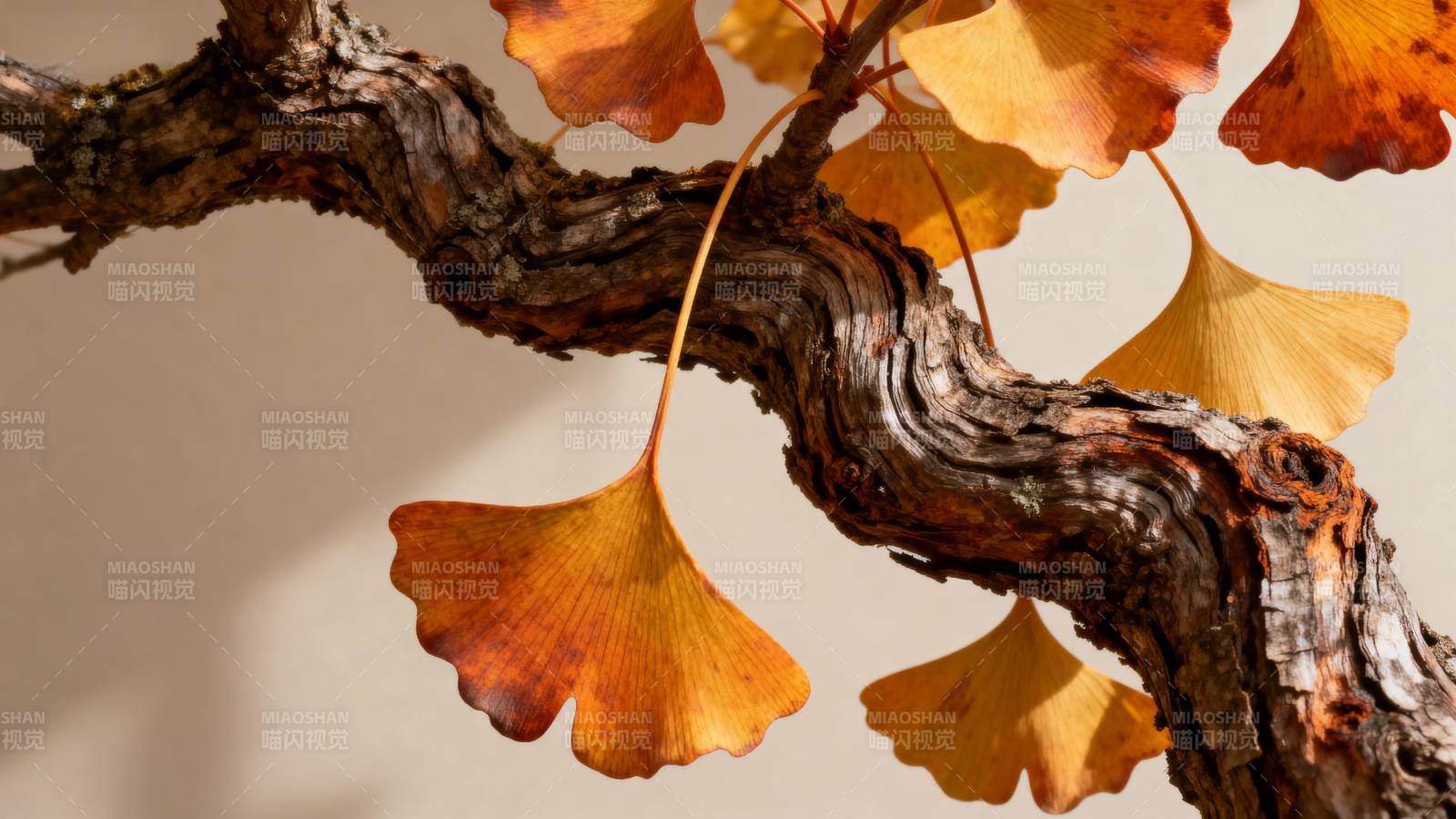 银杏枝头秋意浓图片