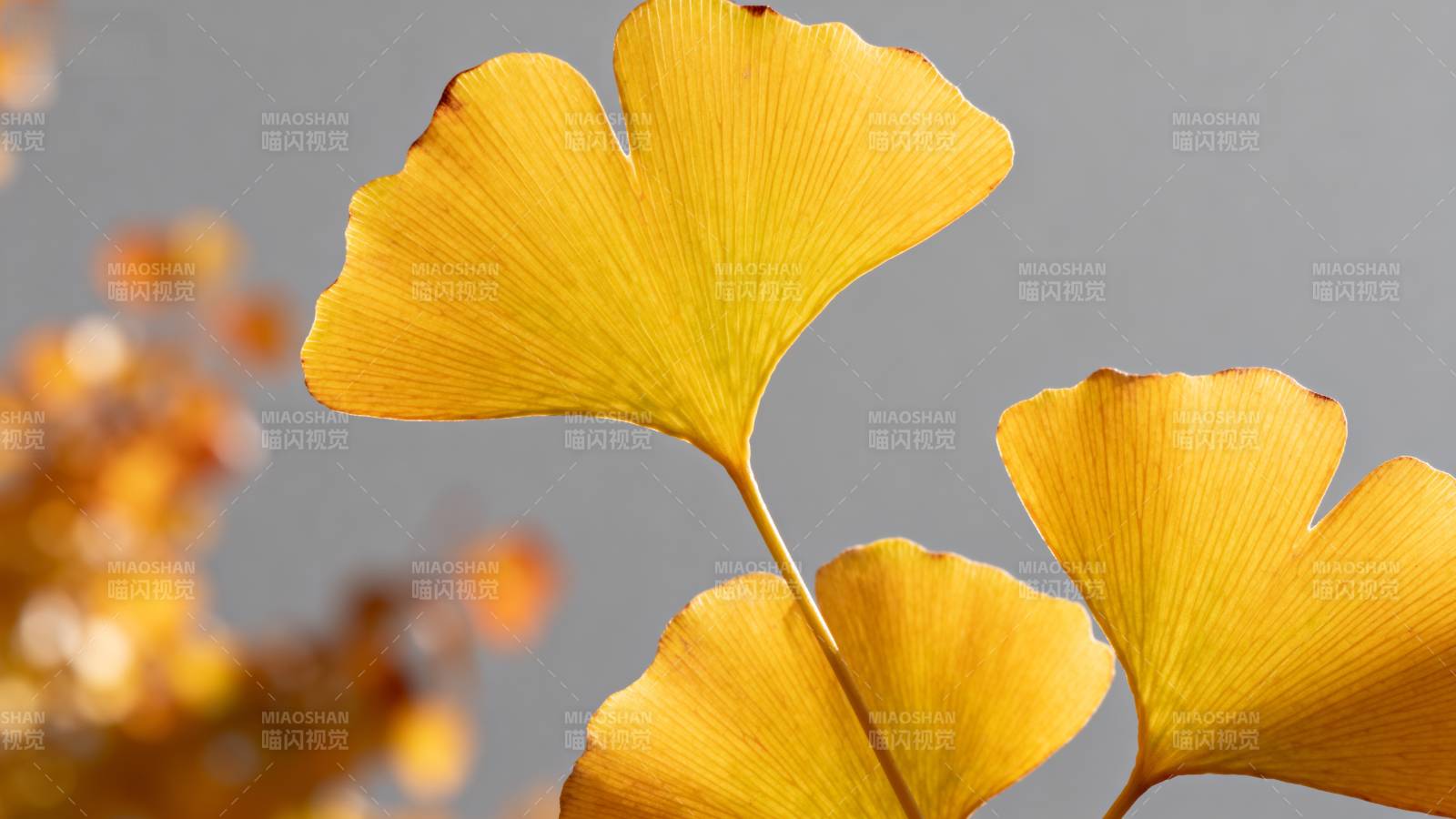 银杏叶黄秋意浓图片