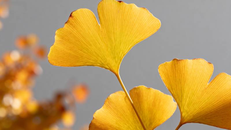 银杏叶黄秋意浓图片