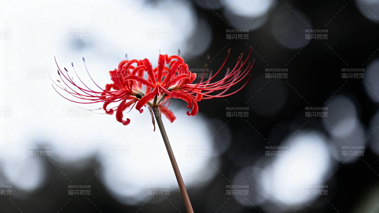 彼岸花绽放图片