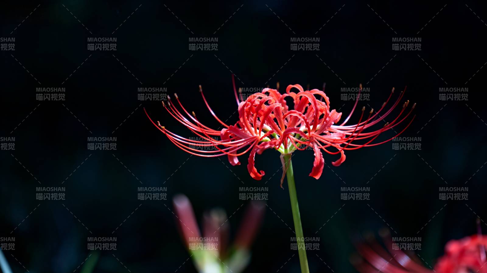 彼岸花绽放图片