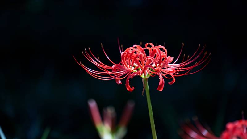 彼岸花绽放图片