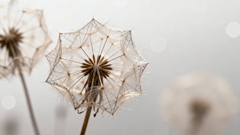 蒲公英的轻盈飞翔图片