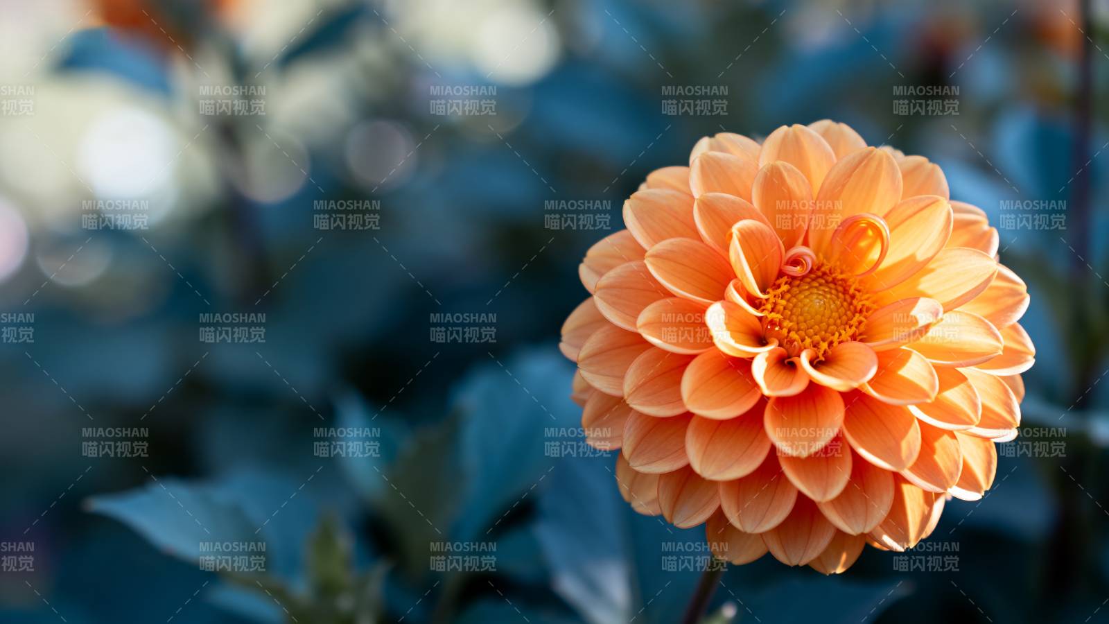 橙色菊花绽放图片