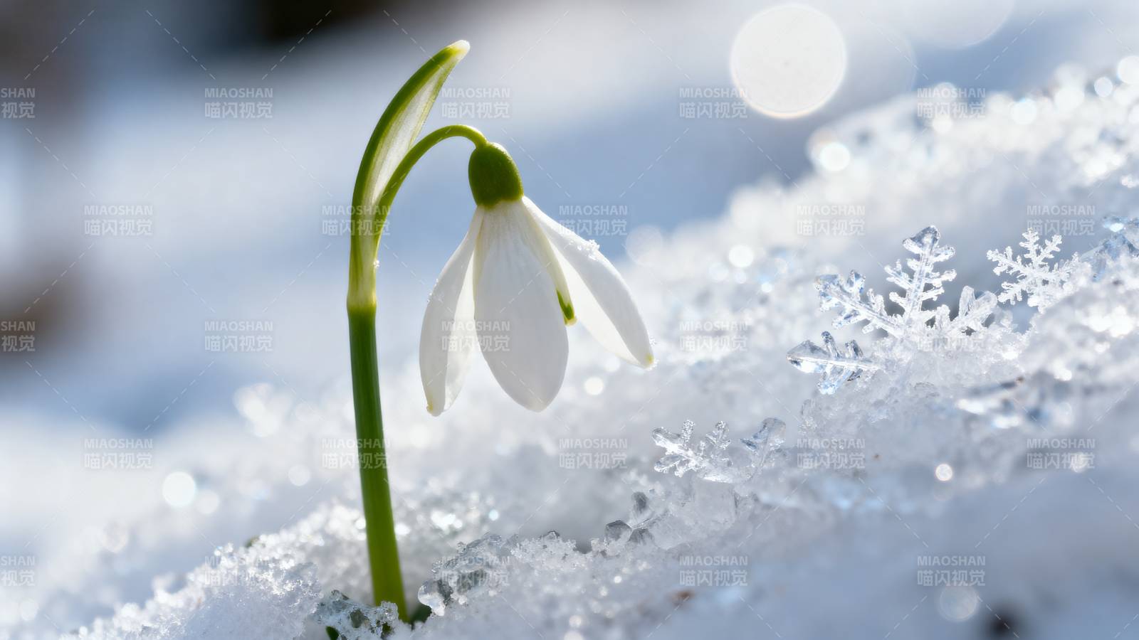 雪中绽放的雪花莲图片