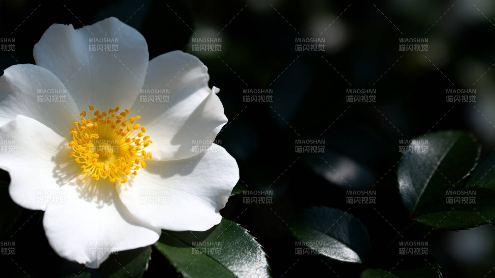 白花黄蕊 绿叶相伴图片