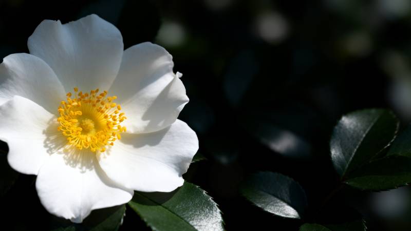 白花黄蕊 绿叶相伴图片