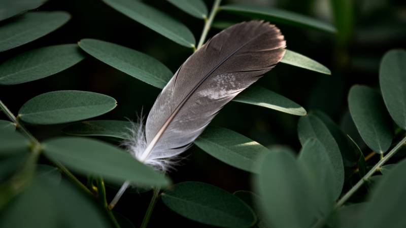 羽落绿叶间图片