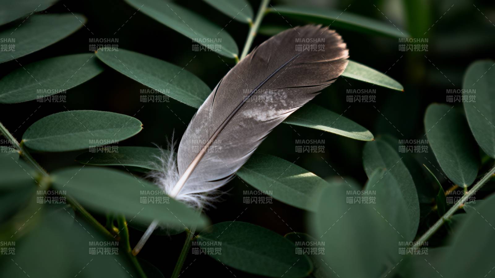 羽落绿叶间图片