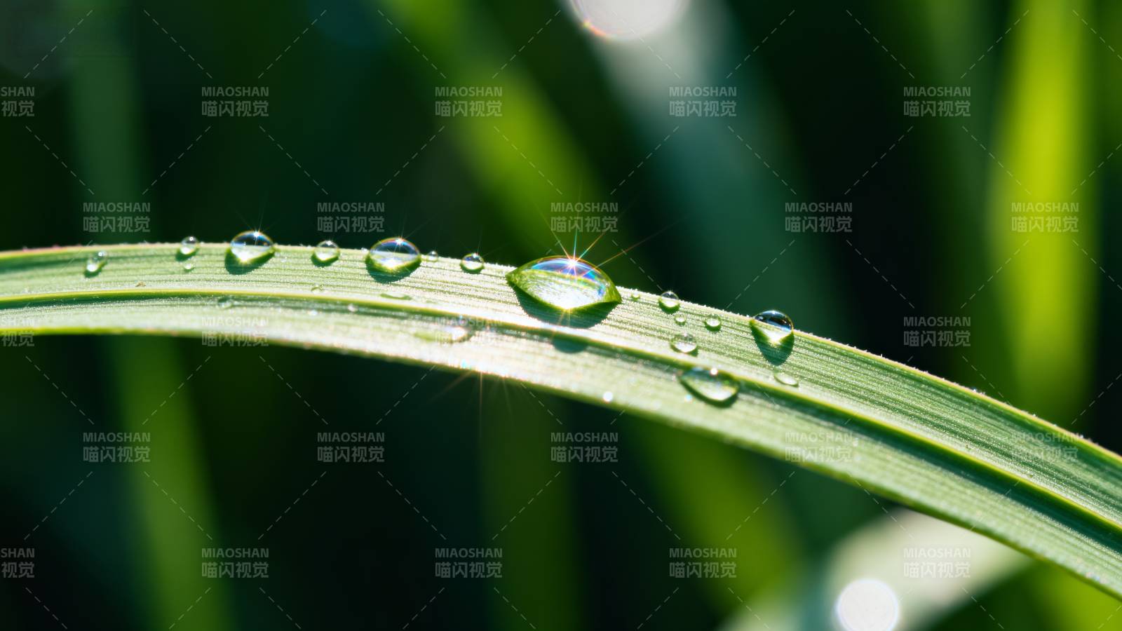 露珠映绿叶图片