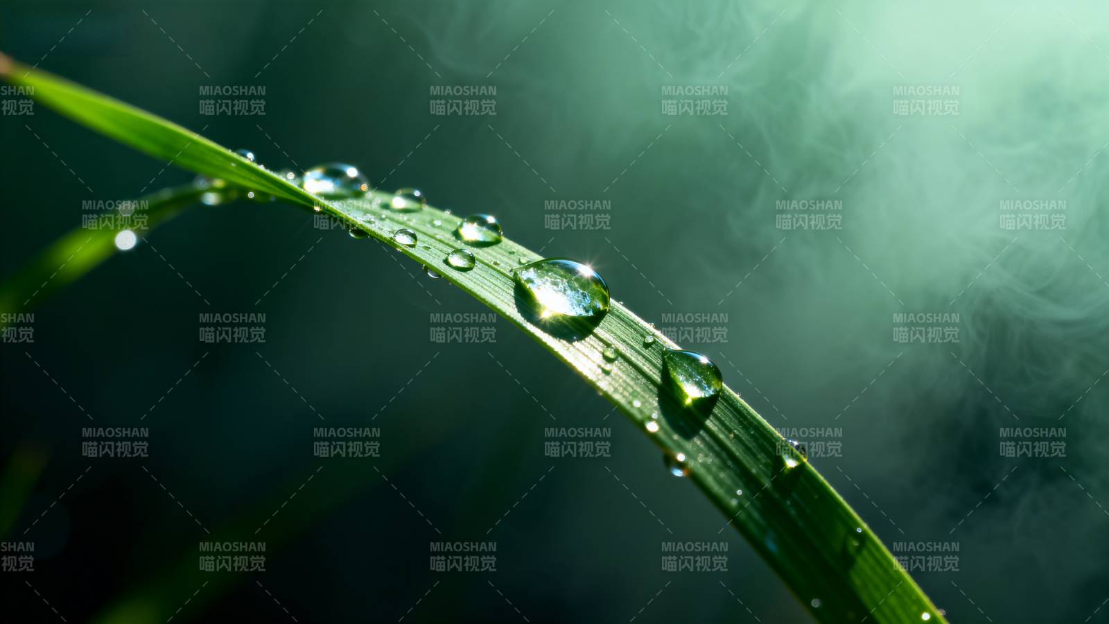 露珠映绿叶图片