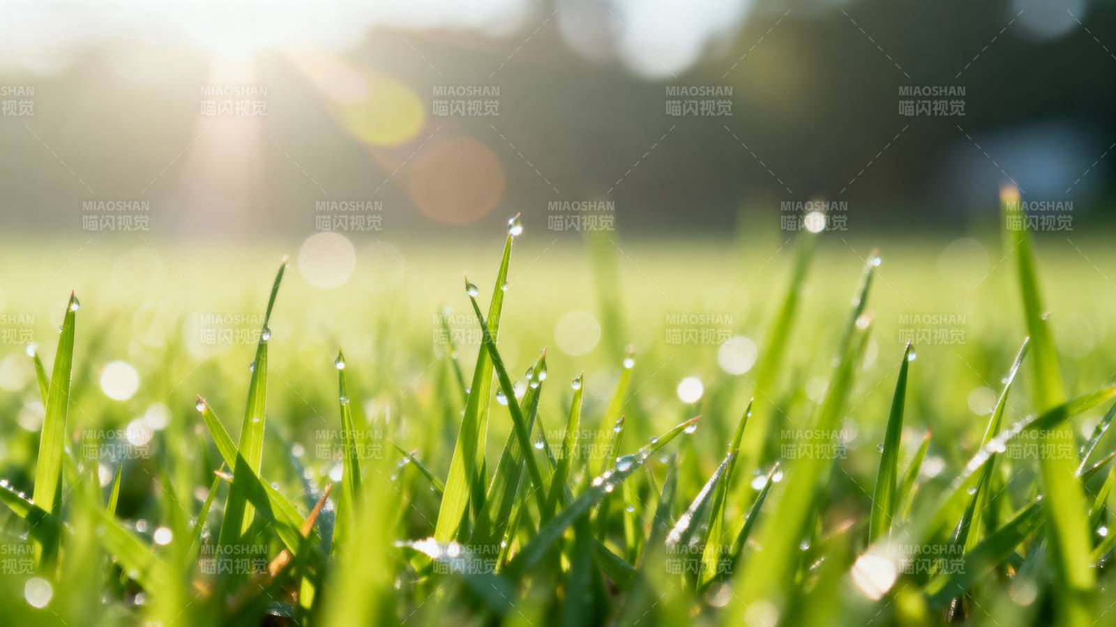 晨露绿草图片