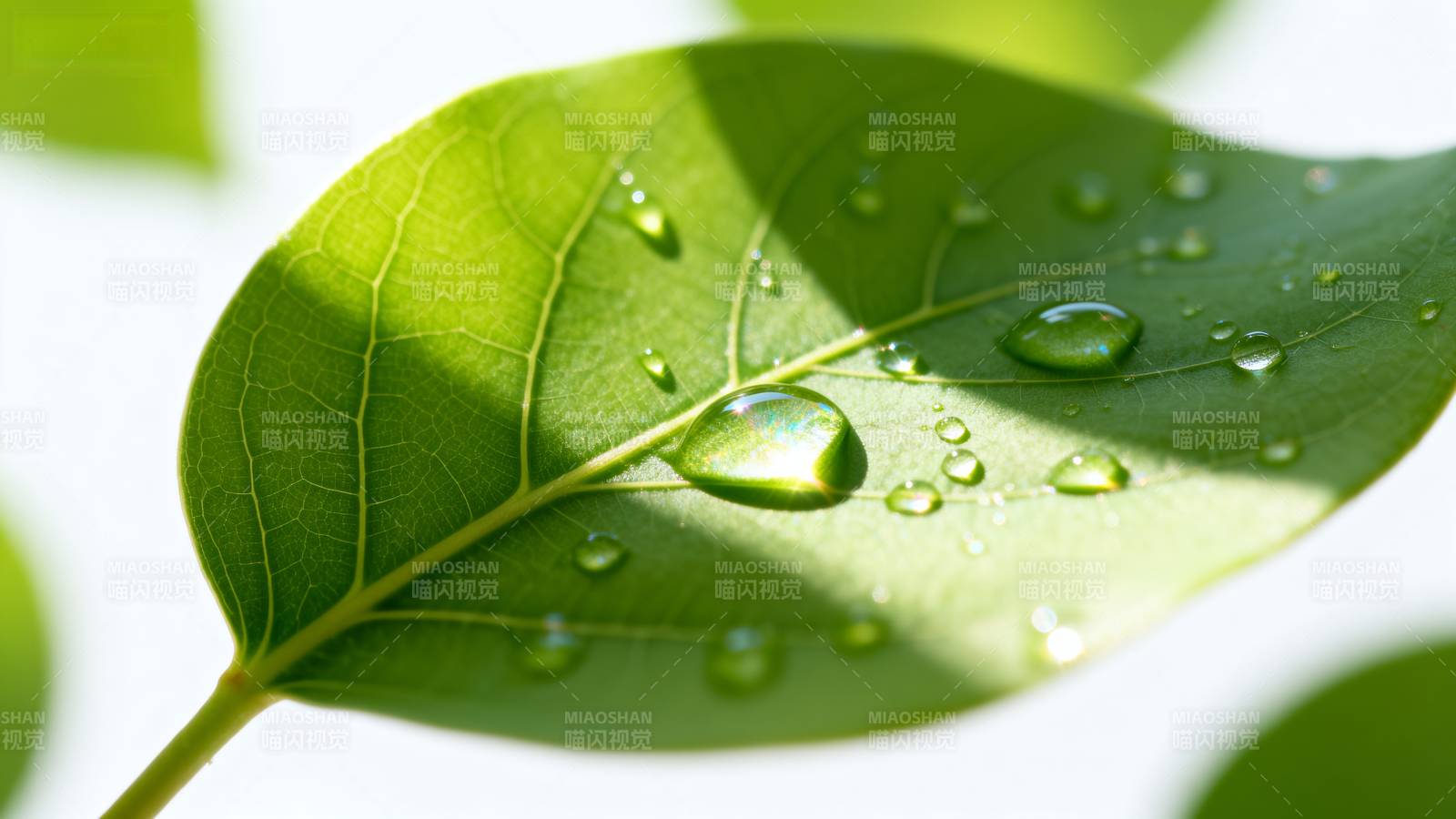 露珠叶上晶莹图片