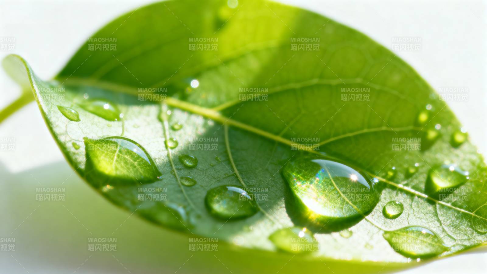 绿叶上的水珠图片