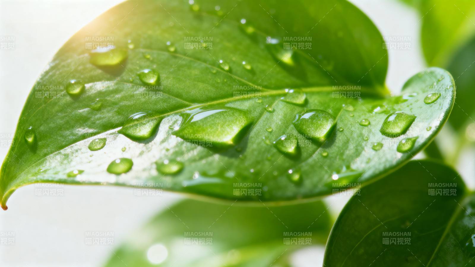 露珠点缀绿叶图片