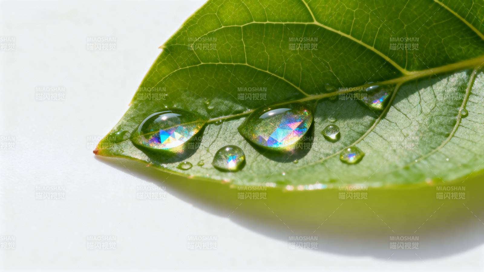 叶上露珠闪烁图片