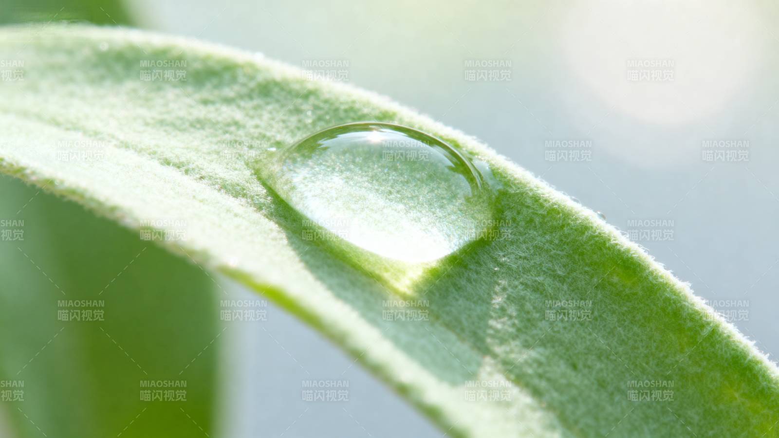 叶上露珠晶莹图片