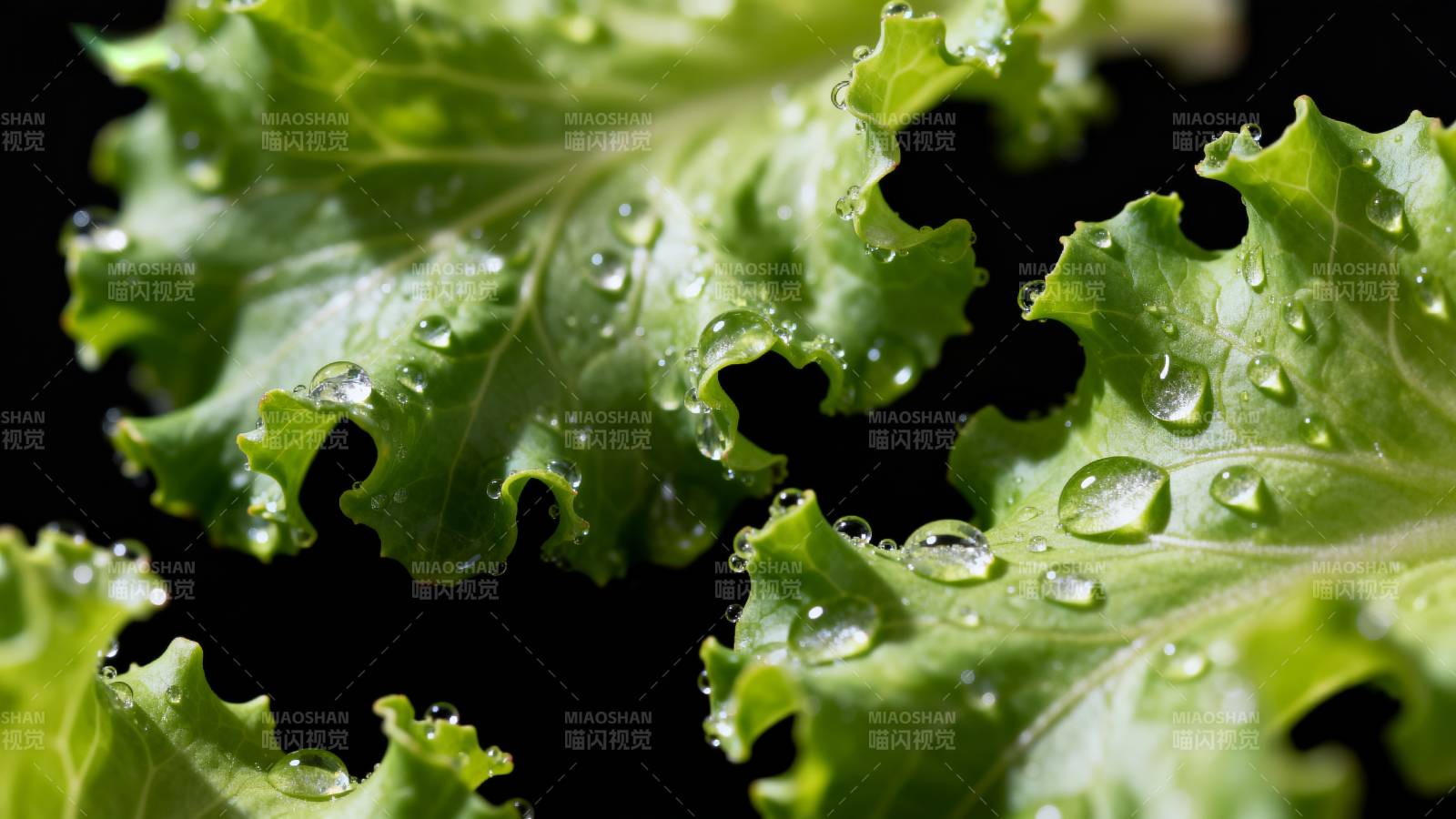 水珠点缀绿叶图片